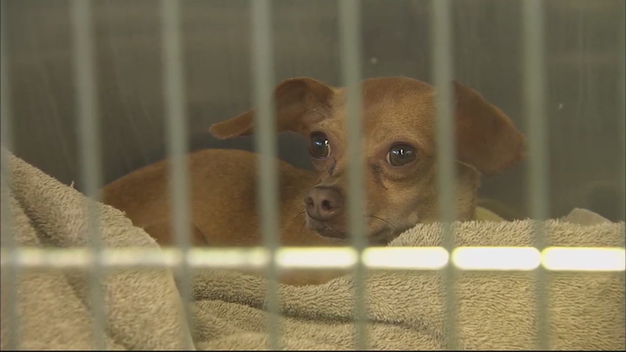 Owner of dog that died in hot car in Ontario pleads not guilty to animal cruelty charges