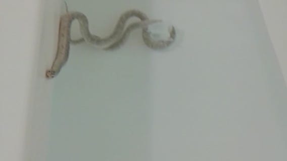 Family in Palmdale finds 4-foot snake in bathtub