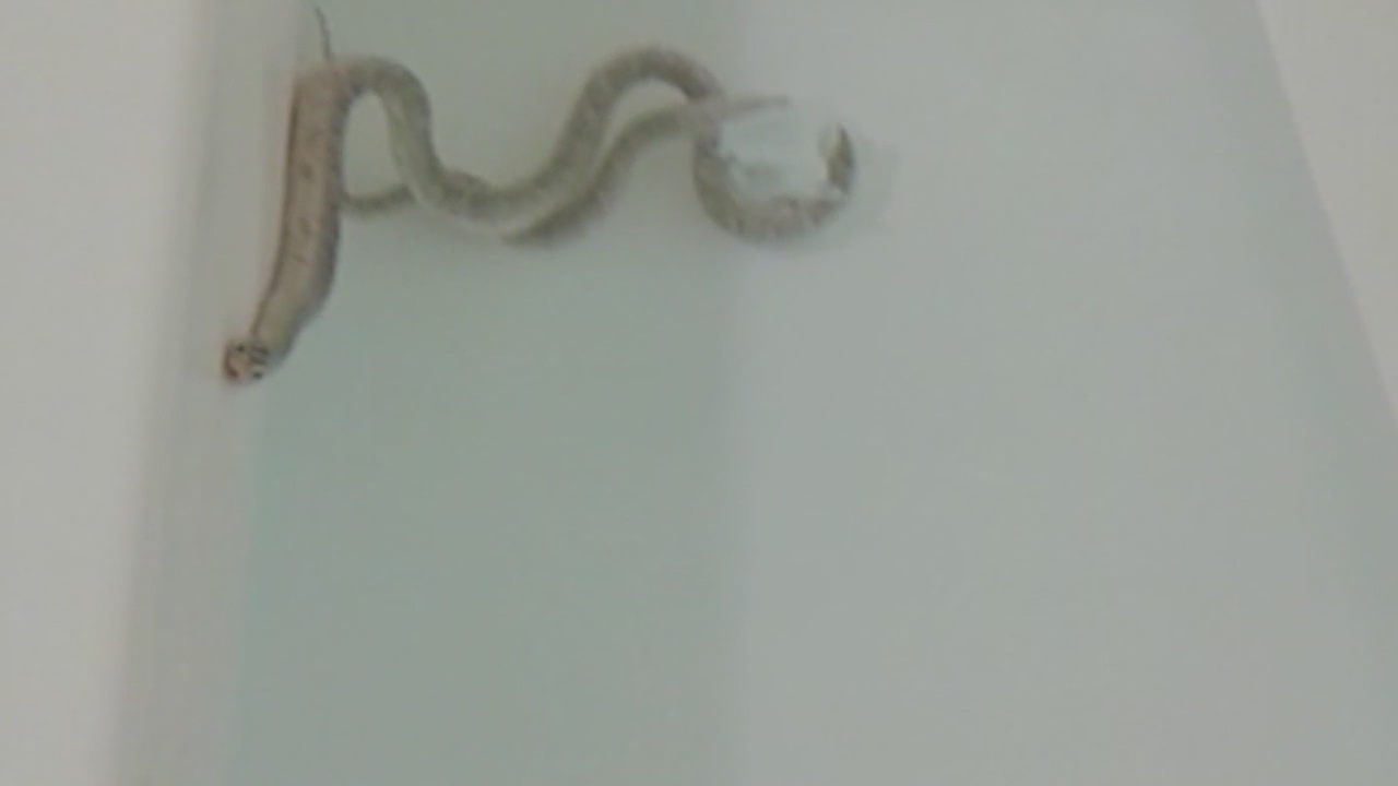 Family in Palmdale finds 4-foot snake in bathtub