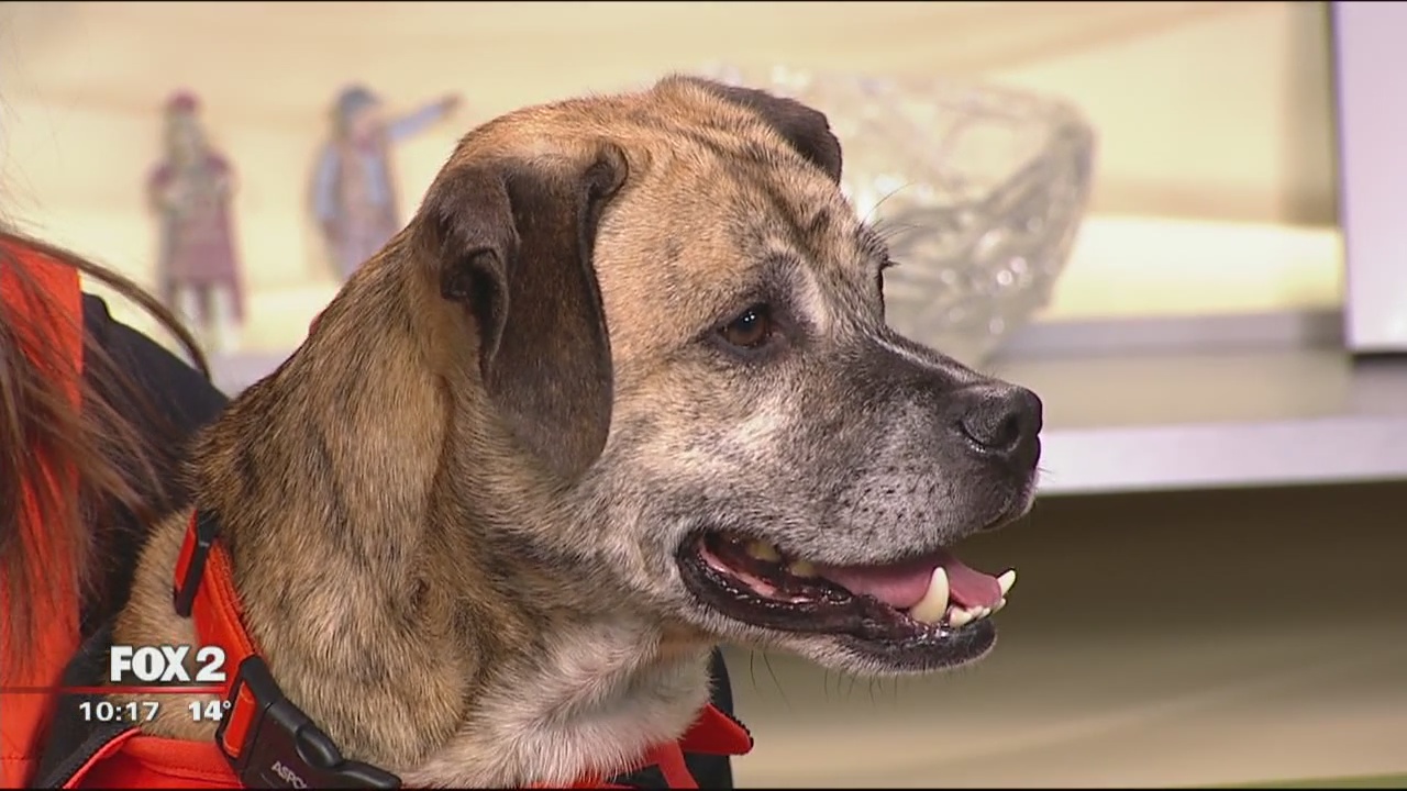 Michigan Animal Rescue gets new state-of-the-art facility