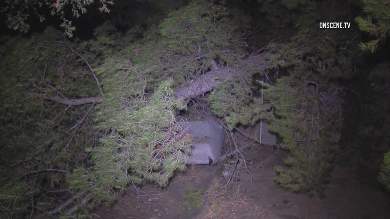Giant tree falls and crushes cars in Highland Park