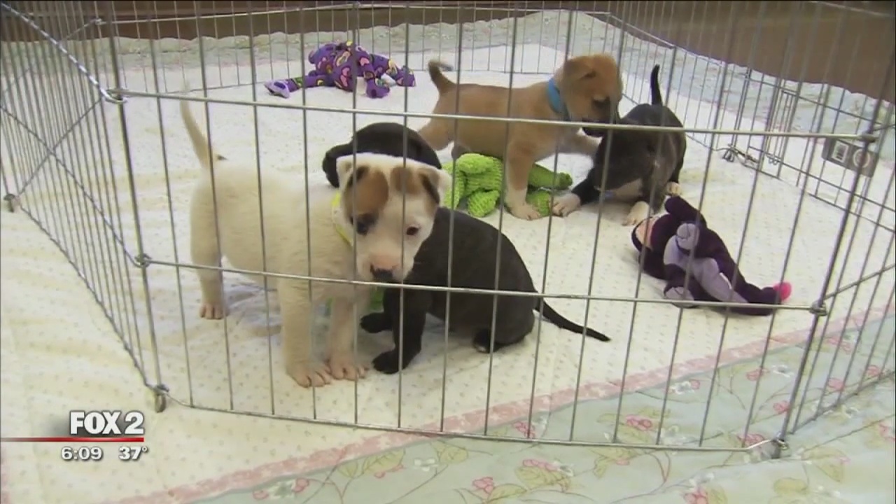 Jogger discovers box full of 19 puppies in Plymouth park