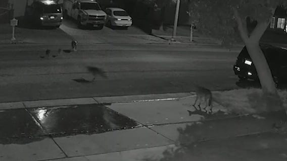 Coyotes in Corona
