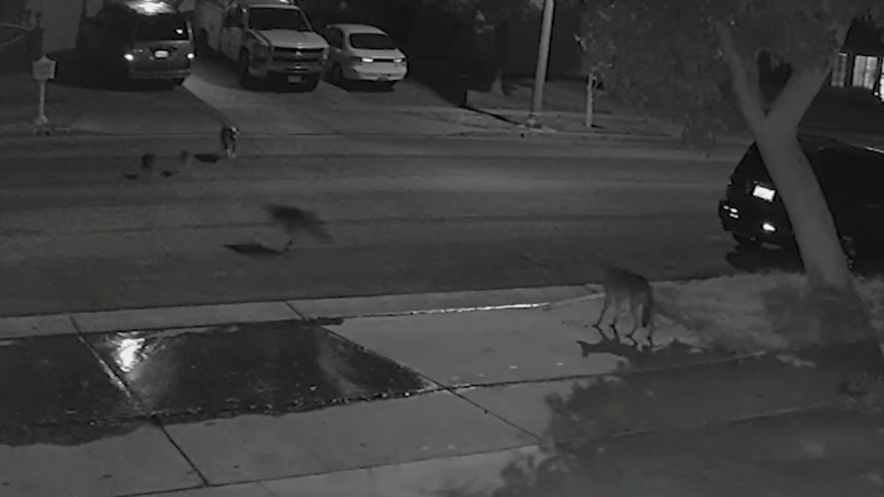 Coyotes in Corona