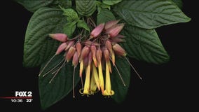 Hiberna Flores exhibit at Oakland University