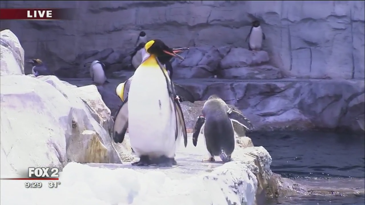 The Detroit Zoo: All about the penguins