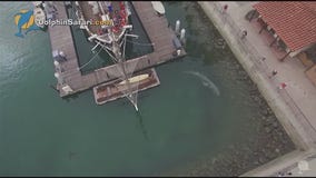 Baby whale spotted in Dana Point Harbor