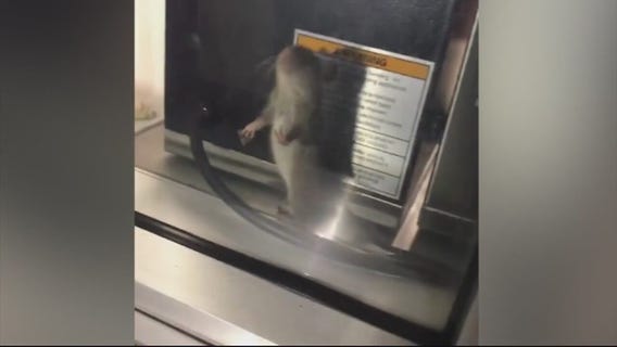 Alleged rat spotted inside Tommy's Hamburgers in Long Beach