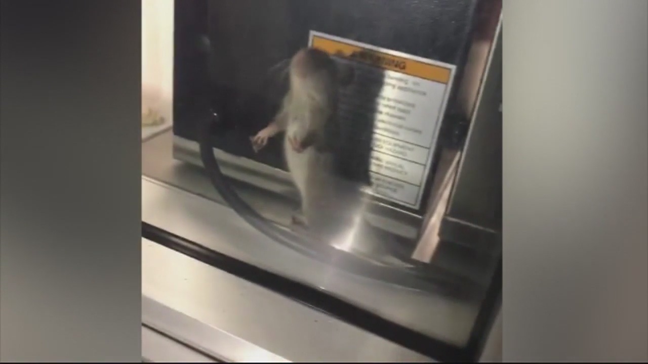 Alleged rat spotted inside Tommy's Hamburgers in Long Beach