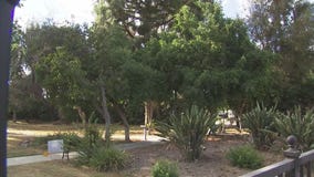 Alhambra protestors urge council to preserve hundreds of trees