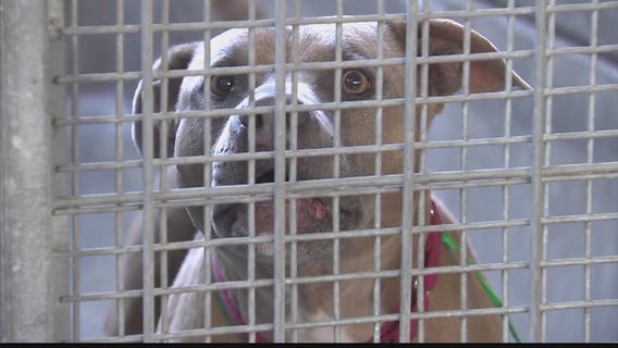 City of LA debate on removing breed ID from dog kennels, adoption forms at city shelters