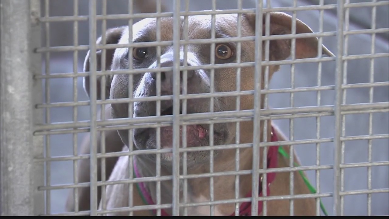 City of LA debate on removing breed ID from dog kennels, adoption forms at city shelters