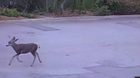 Residents upset after hunter shoots deer with bow and arrow in Monrovia neighborhood