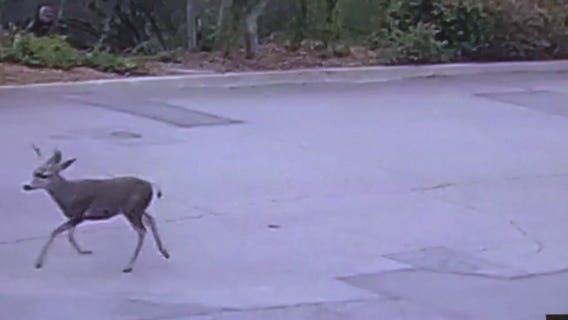 Residents upset after hunter shoots deer with bow and arrow in Monrovia neighborhood