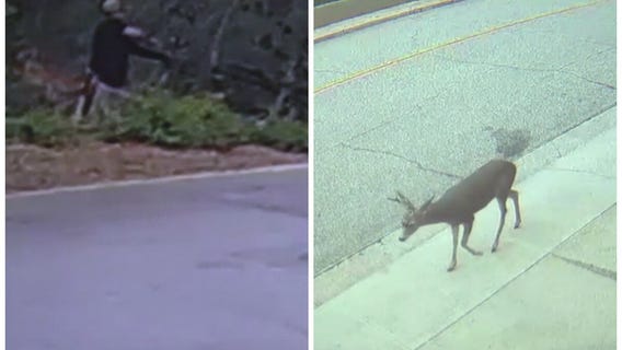 Man to face charges for shooting deer with bow and arrow in Monrovia neighborhood