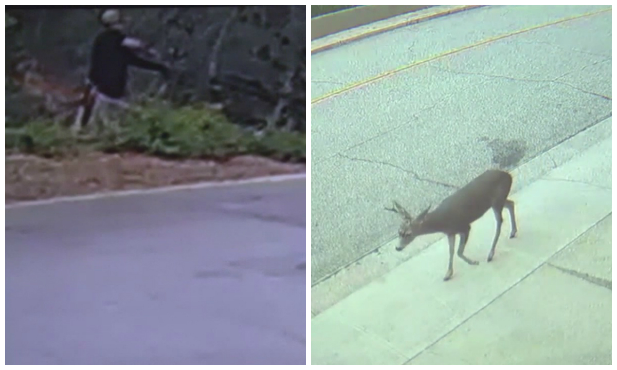 Man to face charges for shooting deer with bow and arrow in Monrovia neighborhood