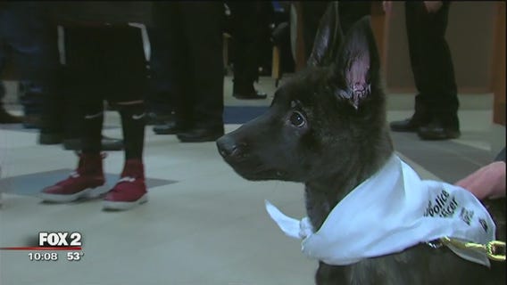 Sterling Heights PD swears in new K9 officer - a puppy named Ivy
