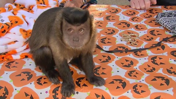 Want to hang with monkeys? Sanctuary for unwanted exotic pets needs your help