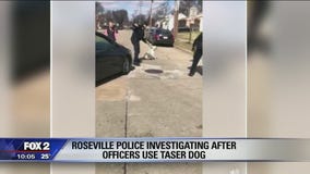 Roseville police investigating after video shows officers use stun gun on loose dog
