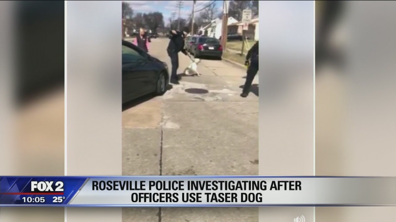 Roseville police investigating after video shows officers use stun gun on loose dog