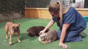 Dozens of dogs seized from Westminster puppy mill breeder