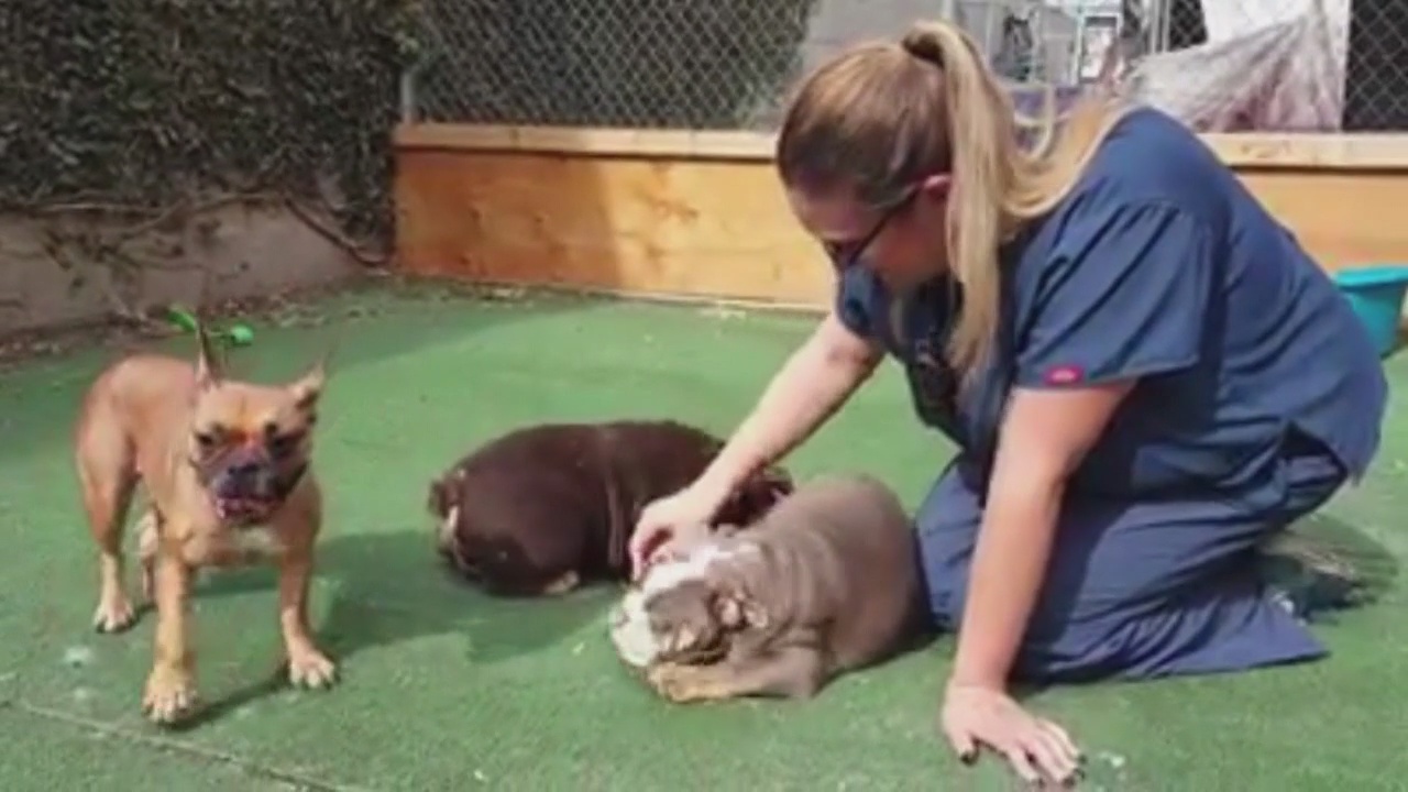 Dozens of dogs seized from Westminster puppy mill breeder