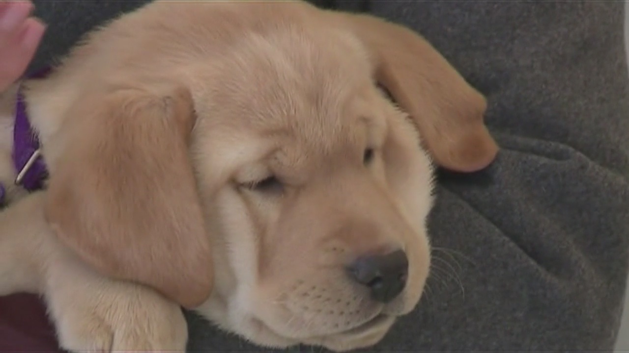 Airport Comfort Puppies