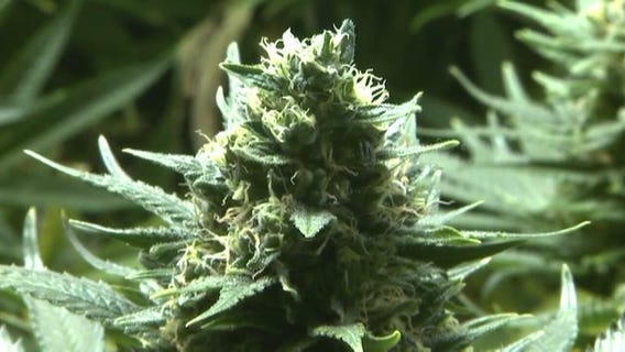 LA City Council approves city rules ahead of legal marijuana date