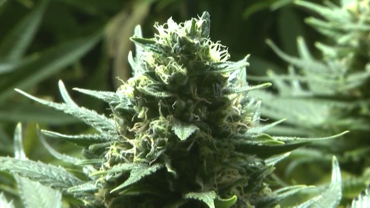 LA City Council approves city rules ahead of legal marijuana date