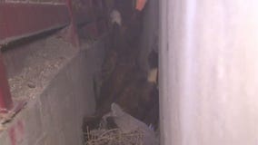 Panicked horse gets stuck in crevice near Slymar amid brushfire