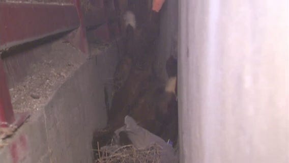 Panicked horse gets stuck in crevice near Slymar amid brushfire