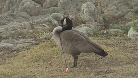 Goose impaled with arrow evades would-be rescuers in San Dimas