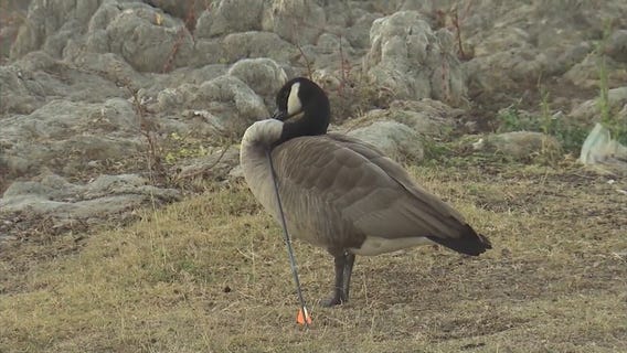 Goose impaled with arrow evades would-be rescuers in San Dimas