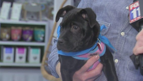 Wags and Walks rescue group opens adoption center in West LA