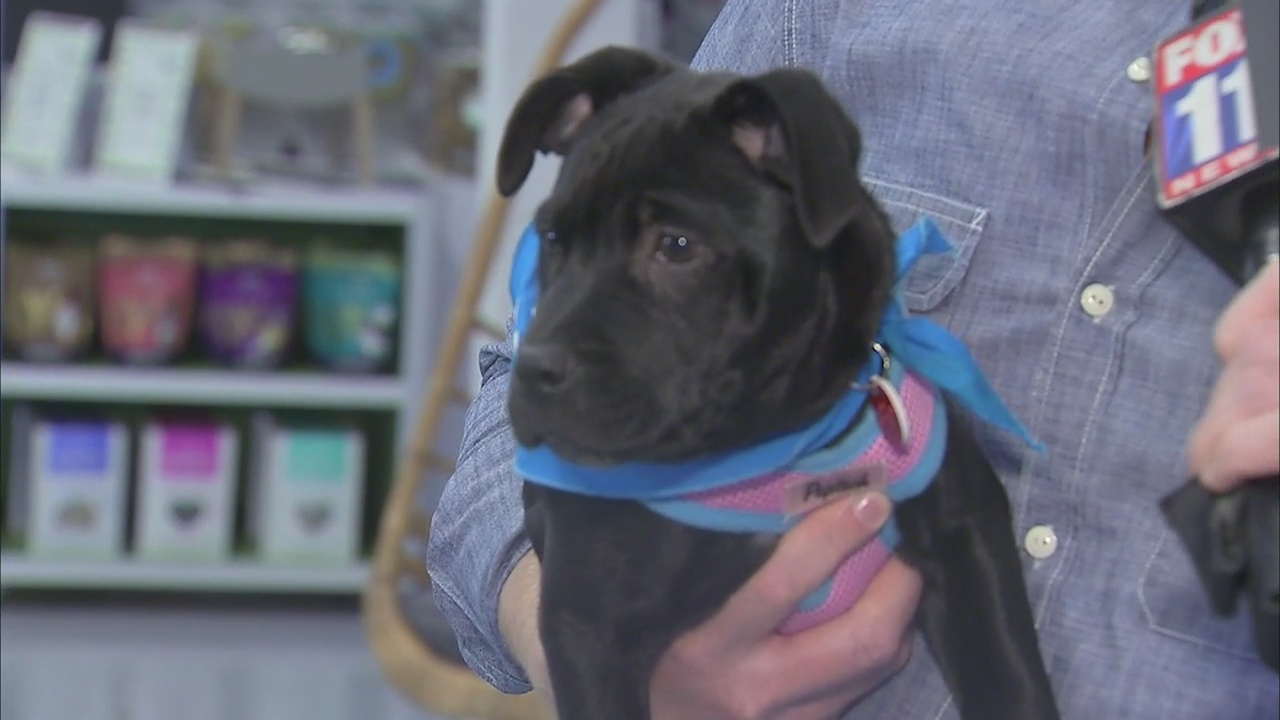 Wags and Walks rescue group opens adoption center in West LA