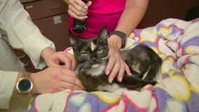 Fontana man arrested for badly abusing kitten, police say