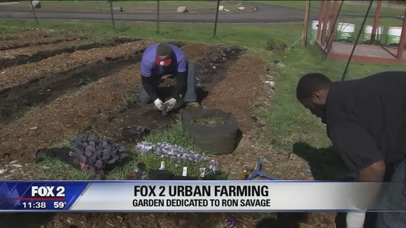 FOX 2 Urban Farming Garden dedicated to Ron Savage