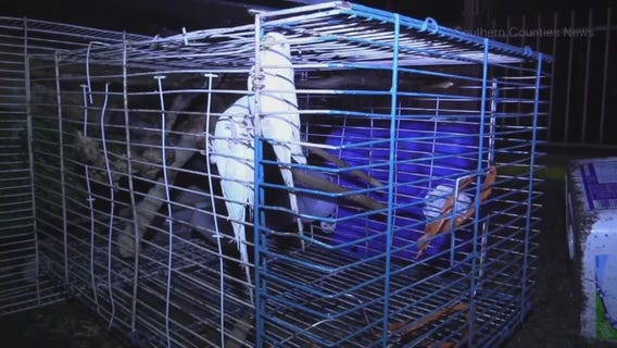 Crews encounter pack-rat conditions in Santa Ana house fire