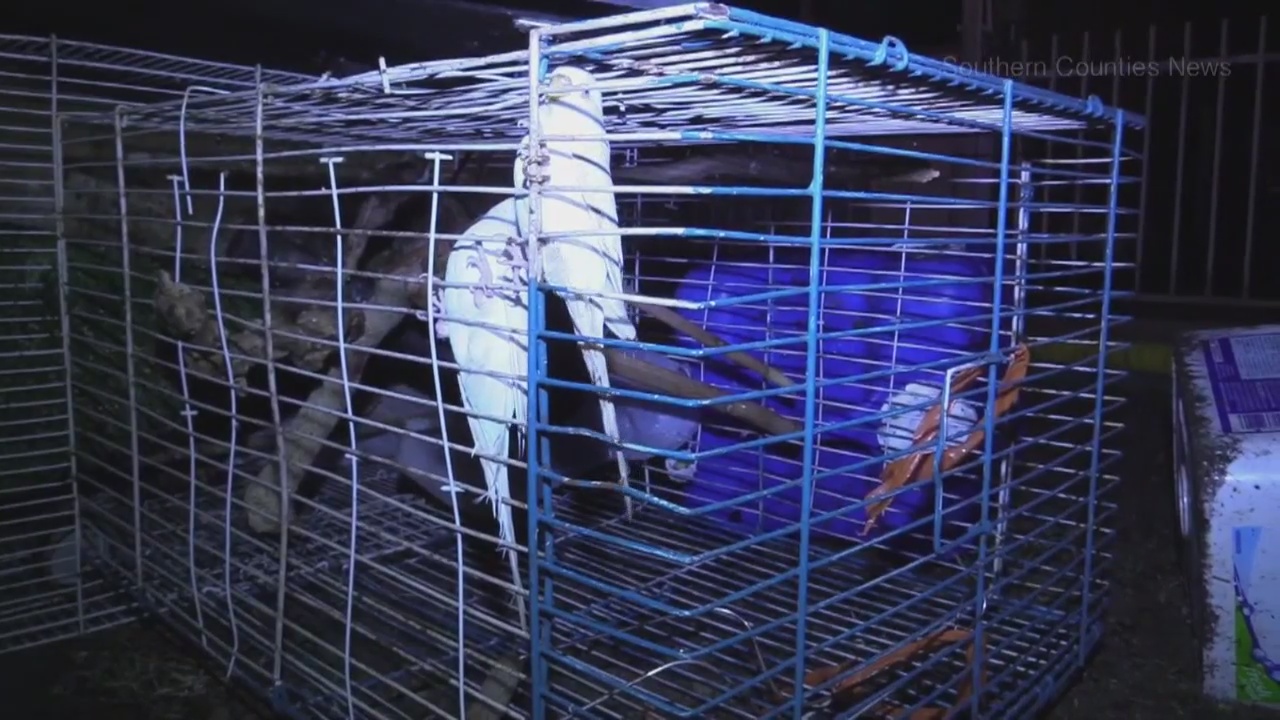 Crews encounter pack-rat conditions in Santa Ana house fire