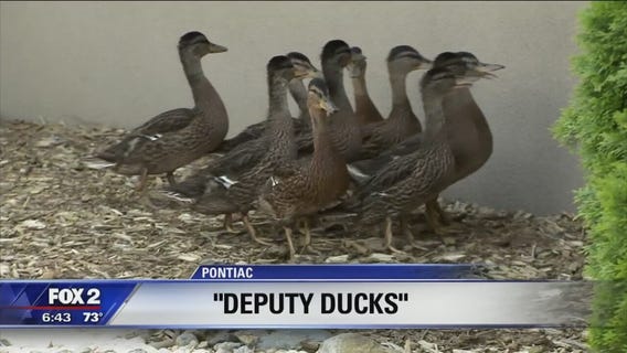 'Deputy' ducks raised in Oakland Co. Sheriff's Office courtyard every year