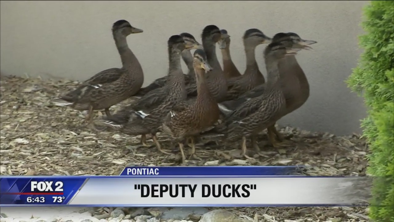 'Deputy' ducks raised in Oakland Co. Sheriff's Office courtyard every year