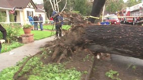 Huge tree falls in Studio City