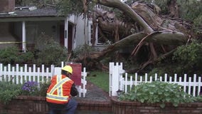 Tree topples onto Sherman Oaks home