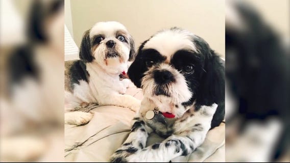 Long Beach couple dog's stolen