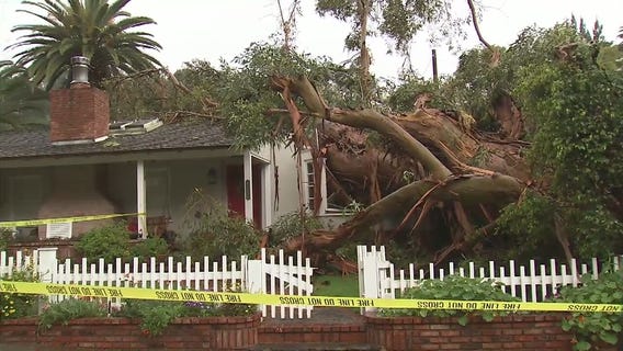 Massive tree falls on Sherman Oaks home