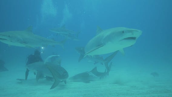 In Depth: The ocean (Part 4)