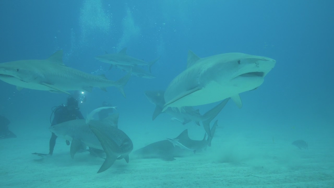 In Depth: The ocean (Part 4)