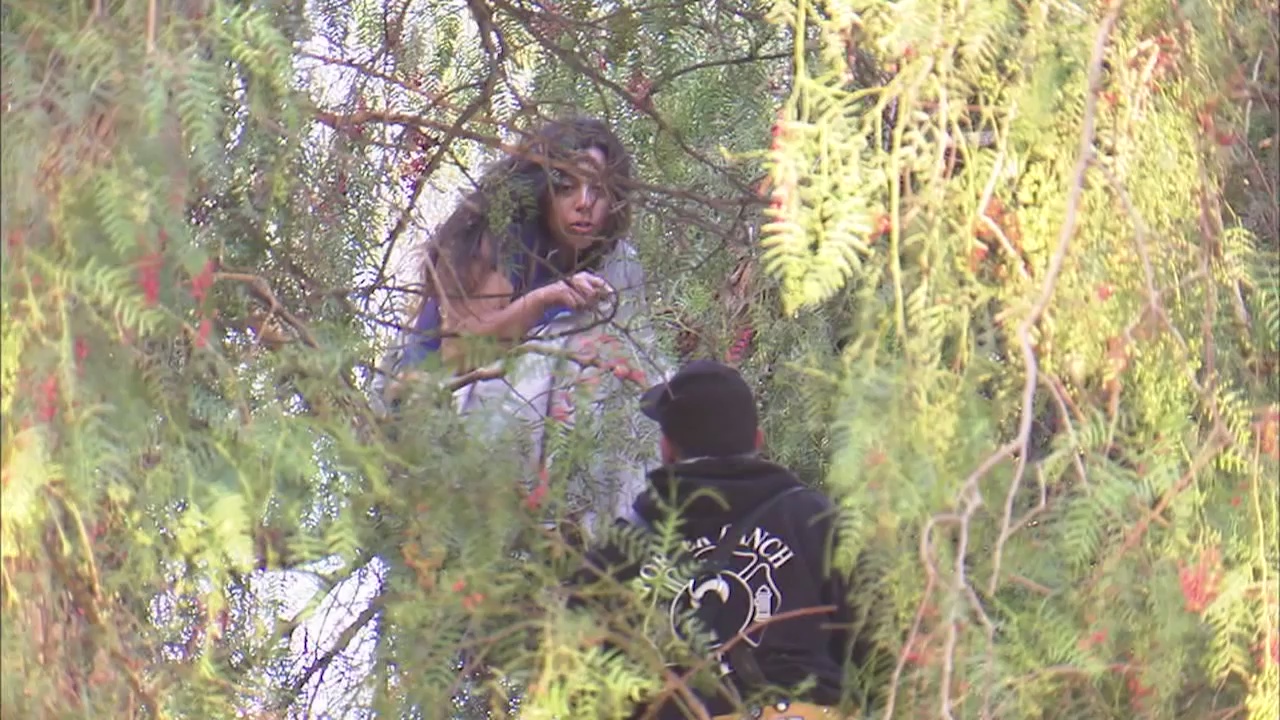 Woman climbs tree in Canoga Park, comes down after 11 hours
