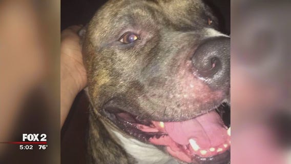 Repo man says dog was unleashed on him in Detroit, shoots pit bull
