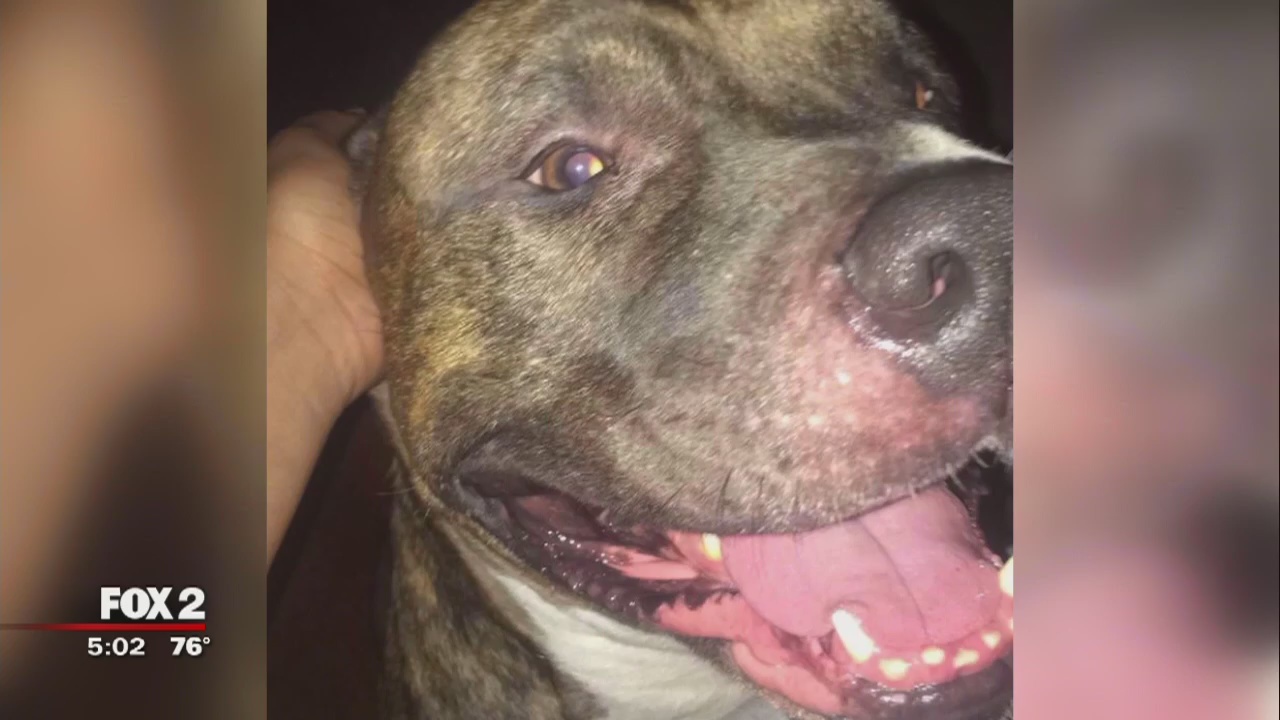 Repo man says dog was unleashed on him in Detroit, shoots pit bull